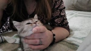 Как закапать глазки котенку