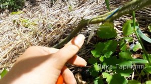 Томат Шапка Мономаха , этой фирмы садить никогда не буду