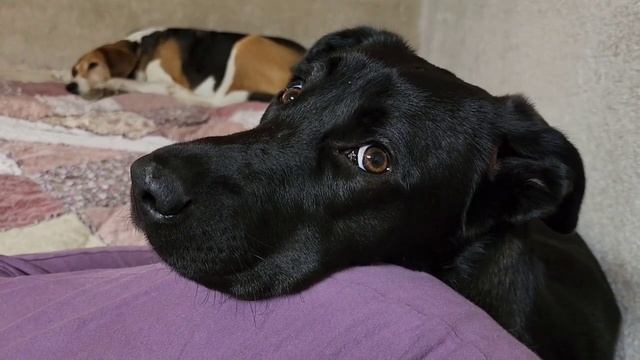 Панта Пуговкина. В поисках семьи. смотреть онлайн