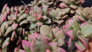 anacampseros rufescens variegata  #suculentas