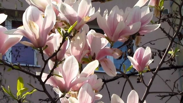 Магнолия цветет/Magnolia blossoms