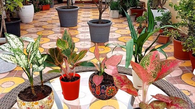 Snow white, lipstick, pink, star dust and cutlass Aglaonema Care, Indoor plant, Air Purifying plant смотреть онлайн