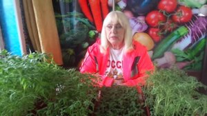 КАК ВЫРАСТИТЬ В ТЕПЛИЦЕ КАЧЕСТВЕННУЮ РАССАДУ ТОМАТОВ ДЛЯ ПРОДАЖИ. Ольга Чернова.