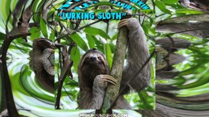 Alexander Nakarada - Lurking Sloth [Музыка без авторских прав]