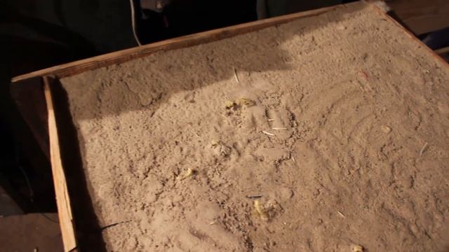 Шеснадцатый день укоренения чубуков (черенков) винограда в кильчеваторе смотреть онлайн