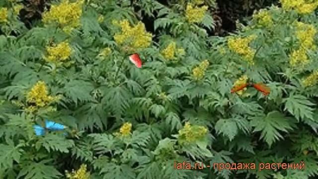 Бузульник пальчатолопастный (ligularia) ? бузульник обзор: как сажать рассада бузульника