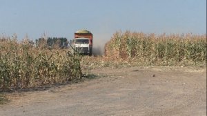 Уборка кукурузы на силос. 2022 / CLAAS  Jaguar  850