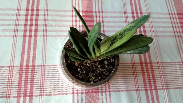 Гастерия правильный уход и полив. смотреть онлайн