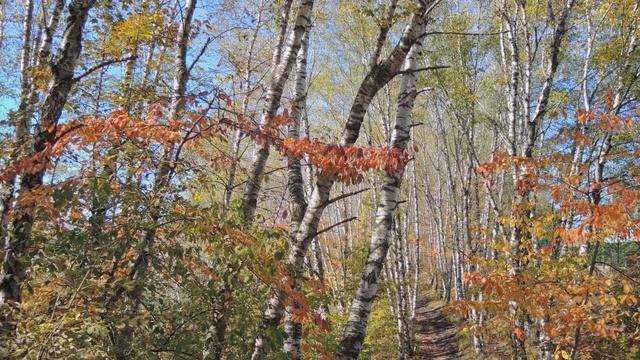 Кисловодск Осеннее очарование Курортного парка смотреть онлайн