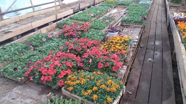 Теплица на 6 июня, торговля в разгаре смотреть онлайн