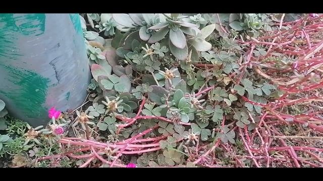 Почвопокровные растения -  мои любимцы
