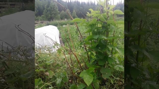 Ежевика. Сорта, которые реально можно вырастить в Сибири, а каким нужны "танцы с бубнами". смотреть онлайн