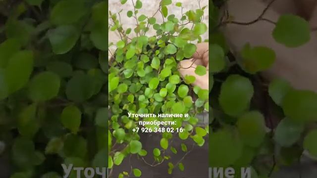 Мюленбекия Маори, диаметр горшка 12, высота растения вместе с горшком 25 см смотреть онлайн