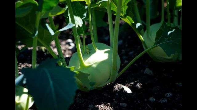 Как вырастить кольраби в огороде смотреть онлайн