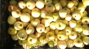 эти "золотые" яблоки-Снежный кальвиль