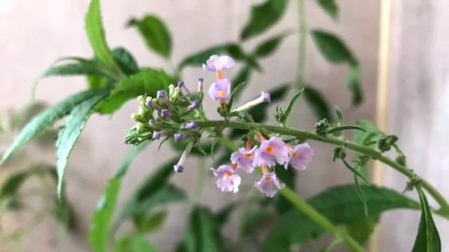 Буддлея на балконе смотреть онлайн