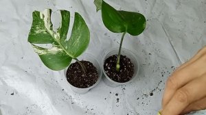 Укоренение монстеры альба