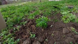 Первые посадки на даче весной, сажаю лаванду, шалфей, самшит и чабрец на своём участке.