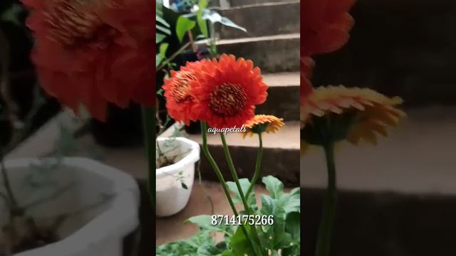 #sale സുന്ദരികളായ jerbera ചെടികൾ #plants #gardening смотреть онлайн
