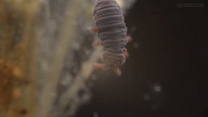 Древние прыгуны, покорившие мир. Ногохвостки в цветочных горшках и в аквариумах. // Clever Cricket