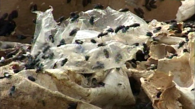 Вопрос, куда Сабиновский мясокомбинат вывозит кости, черепа и упаковочный материал, остается откр...