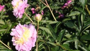 Lavon | R2 Flowers BV | Peonies