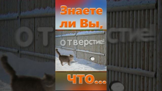 Знаете ли вы Что? Кошка