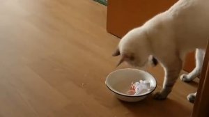 Тайская кошка окунает бумагу в воду, чтобы её порвать! Тайские кошки - это чудо! Funny Cats