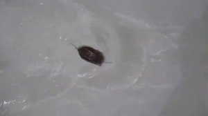 Воблер из ПВХ. Лягушка-кроулер, типа Lucky Craft Keroll Max))