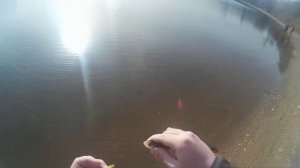 Две рыбалки на Борисовских прудах. Ловля окуня на микроджиг.