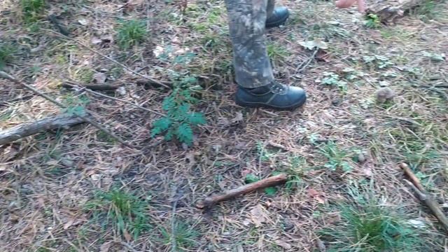 Куда поехать собирать грибы в Черниговской области 2020 смотреть онлайн