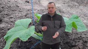 Какие огурцы лучше всего подойдут для открытого грунта.mp4