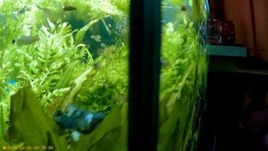4K/жесткая вода и щелочная..?..  PH- (НИЛПА) в помощь реальное средство для аквариума травника!!!!!