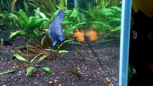 Анциструс супер ред(гибрид) вуаль, самец и самка,