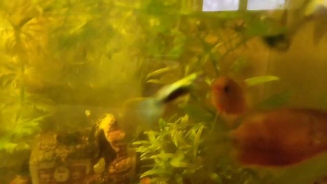 Обзор жизни аквариумов на 24 февраля смотреть онлайн