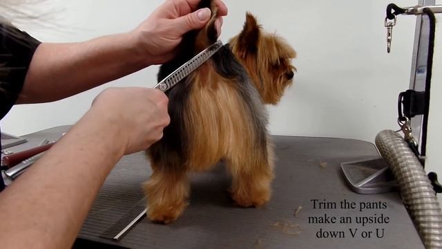 Grooming a Yorkshire Terrier for Easy Maintenance смотреть онлайн