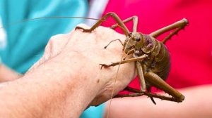 ТОП 10 Самых Невероятных Насекомых