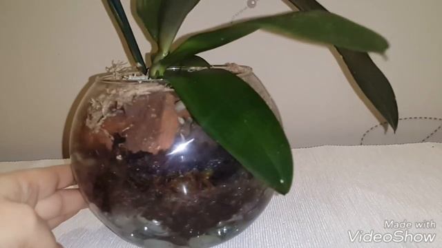 Домашнее цветение ароматной орхидеи Жозефина