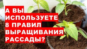 А Вы используете восемь правил выращивания здоровой рассады овощей?