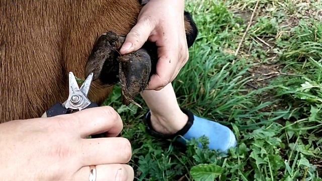 Стрижка копыт козам//Коза, которую подняли с коленок. смотреть онлайн