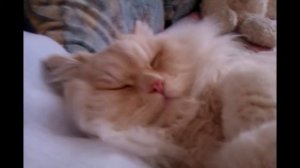 Кот храпит во сне