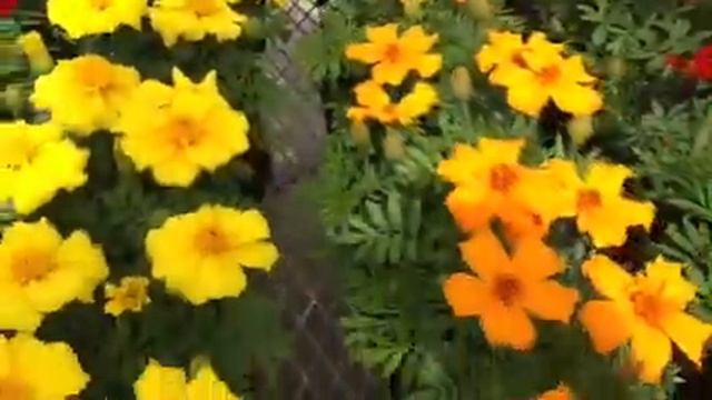 Tagetes varios de Guaqueta Trading смотреть онлайн