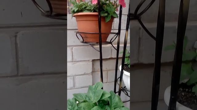 Зацветает цветочное дерево. смотреть онлайн