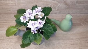 АВ- Море волнуется  раз