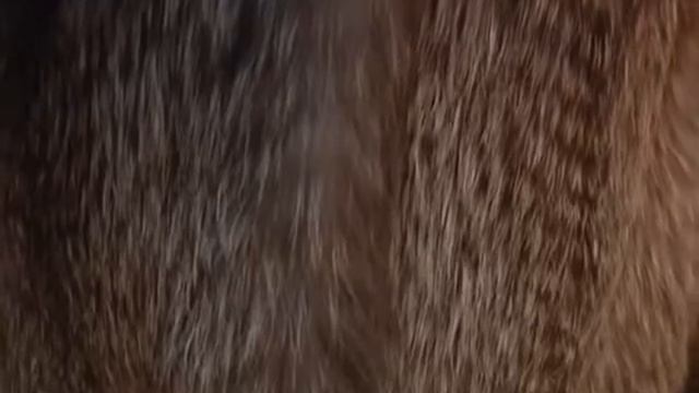 Новость дня Шубы Зимняя сказка смотреть онлайн