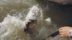 Морской лев мстит азиатам за Перл Харбор