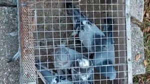 Выставка голубей с Ильичево