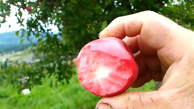 яблоня Кульджинка редкий красномясый сорт