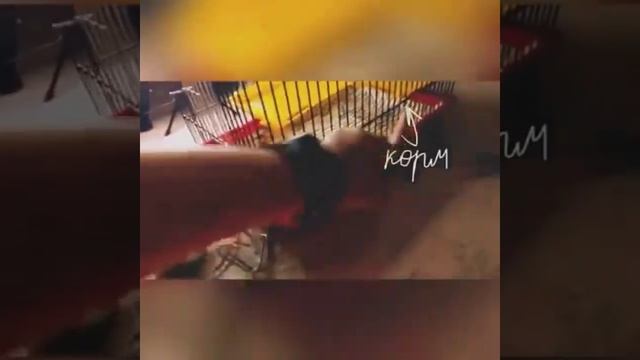 Пересаживаю моих крыс в другую клетку??? смотреть онлайн