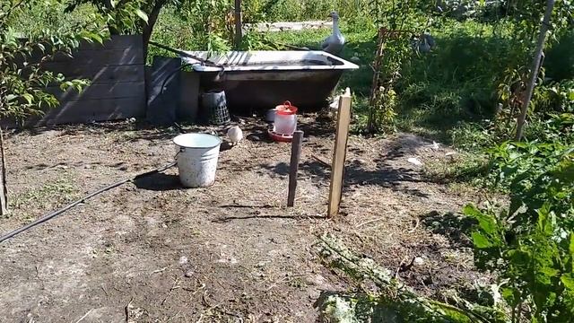 Гуси недоумевают - чьи цыплята дети? Всё про маленьких цыпляток! смотреть онлайн